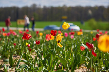 Tulip field on sunny Easter afternoon. 3 people pick and cut flowers on the roadside.