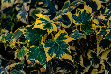 abstract background branches yellow and green leaves