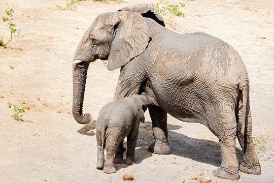 Elephant family at Etosha National Park, Namibia, Africa