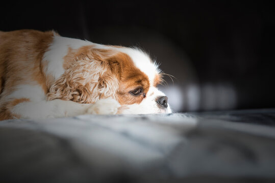 Cavalier king charles spaniel dog lying on sofa