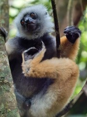 Rare Large Diademed Sifaka, Propithecus diadema. sitting on a tree in Mantadia National Park Analamazaotra. Madagascar