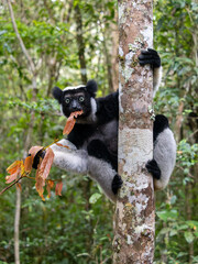 Indri, Indri indri. It clings to the thick trunk and eats the leaves. Mantadia National Park. Madagascar © vladislav333222