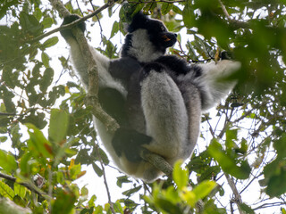 Indri, Indri indri. it sits high in a tree and feeds on leaves. Mantadia National Park. Madagascar