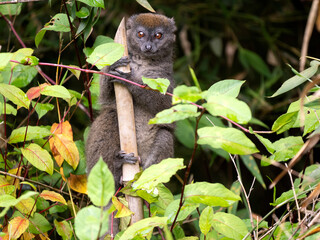 The lesser bamboo lemur, Hapalemur griseus, sits in a bamboo grove and feeds on leaves. Mantadia National Park. Madagascar © vladislav333222