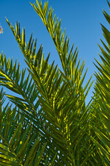 Obraz na płótnie Canvas Green branches of a palm tree close-up against the blue sky, Vertical postcard for palm sunday, idea for a postcard or background, earth day