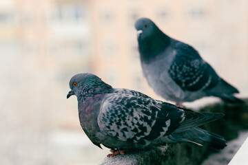 The gray city pigeon sits on the window