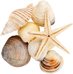 Assorted shells and starfish