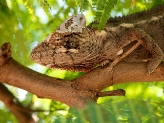 Portrait of a Malagasy giant chameleon, Furcifer oustaleti, on a tree on the main street in Morondava. Madagascar