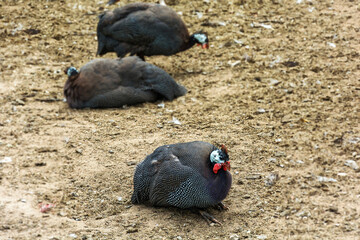 The farm. Turkey closeup sits on the ground
