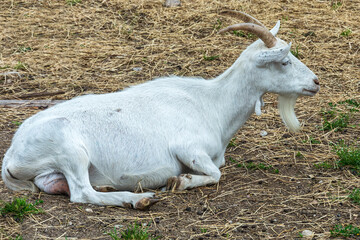 Pets. A domestic goat lies on the ground and rests