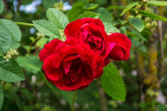 A few buds of a red rose closeup with foliage, blurred background