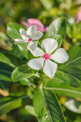 Blossoms of a white Madagascar periwinkle (Catharanthus roseus). Use in traditional chinese medicine.