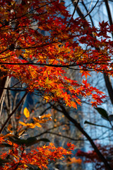 Fototapeta premium Early Winter leaves and flowers in Tokyo Japan