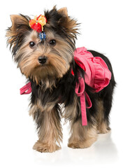 Yorkshire Terrier Wearing a Dress