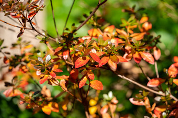 Obraz premium Early Winter leaves and flowers in Tokyo Japan