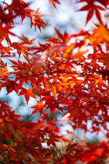 Early Winter leaves and flowers in Tokyo Japan