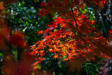 Early Winter leaves and flowers in Tokyo Japan