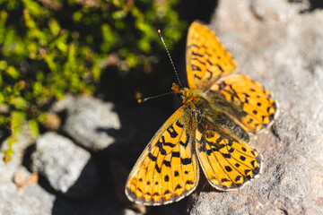 Obraz premium butterfly on a stone