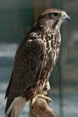 Falke (lat. Falco)