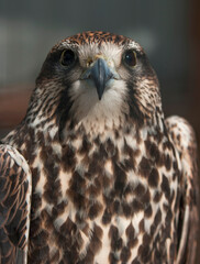 Falke (lat. Falco)