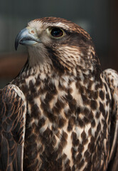 Falke (lat. Falco)