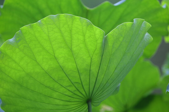 the big lotus leaf plant in the lake