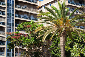 Fototapeta na wymiar Property in Spain. Apartments in Spain and next to growing palm trees. Spanish high-rise residential buildings.
