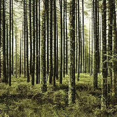 Fototapeta premium 3d illustration of forest