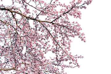 Pink cherry blossom blooming isolated on white background.