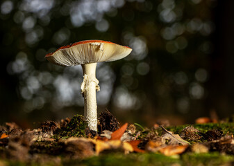 Fly agaric with nice bokeh background