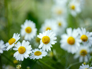 Wild Chamomile Flowers