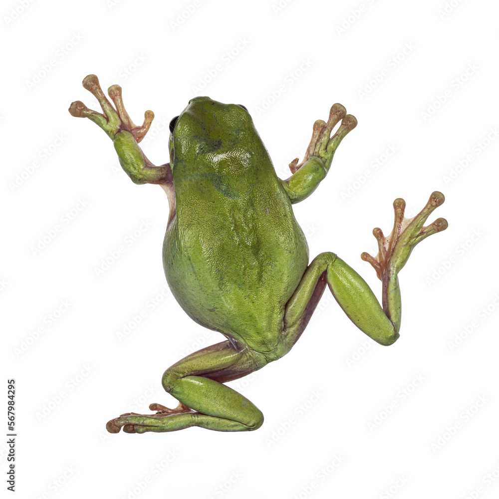 Poster backside view of jumping green tree frog aka ranoidea caerulea. isolated cutout on a transparent bac