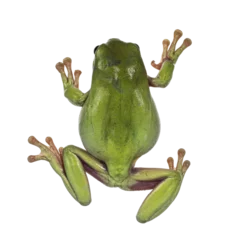 Poster Backside view of jumping Green tree frog aka Ranoidea caerulea. Isolated cutout on a transparent background. © Nynke