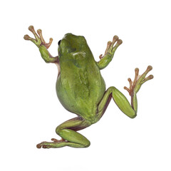 Backside view of jumping Green tree frog aka Ranoidea caerulea. Isolated cutout on a transparent...