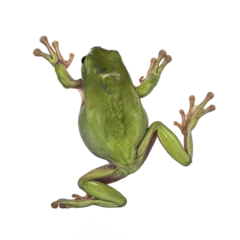 Schilderijen op glas Backside view of jumping Green tree frog aka Ranoidea caerulea. Isolated cutout on a transparent background. © Nynke