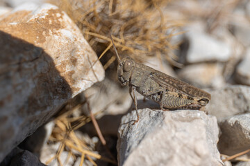 Grasshopper on rock