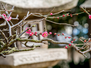 石灯籠と紅梅