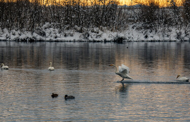 Whooper swans wintering on a lake in the Altai Territory