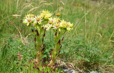 Close-up of beautiful yellow flowers Sempervivum wulfenii or Houseleeks growing in the mountain meadow. 