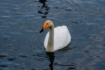 Whooper swans wintering on a lake in the Altai Territory