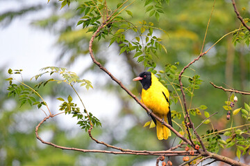 Black hooded oriole on tree branch yellow bird
