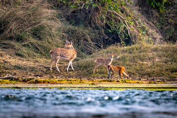 Deer with her fawn on river bank 