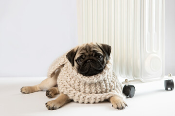Cold season. A pug puppy is warming up at the heater. Winter heating season. Dog wrapped in a...