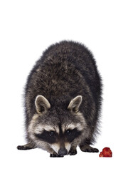 Head shot of cute Raccoon aka procyon lotor, standing facing front. Looking to strawberry on the ground. Isolated cutout on a transparent background.
