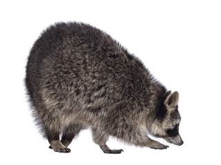 Full lenght body shot of cute Raccoon aka procyon lotor, walking side ways. Looking ahead away from camera. Isolated cutout on a transparent background. © Nynke