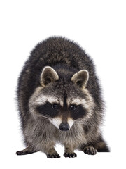 Head shot of cute Raccoon aka procyon lotor, standing facing front. Looking to strawberry on the...
