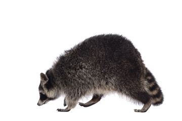 Full lenght body shot of cute Raccoon aka procyon lotor, walking side ways. Looking ahead away from camera. Isolated cutout on a transparent background.