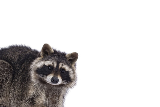 Head shot of cute Raccoon aka procyon lotor. Looking to the camera with sweet cute eyes. Isolated cutout on a transparent background.