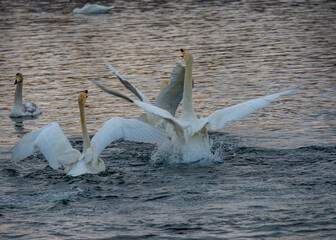 Whooper swans wintering on a lake in the Altai Territory