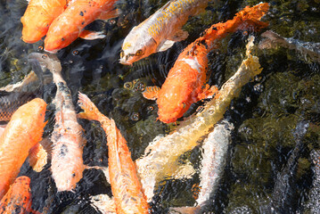 Muchos peces koi de diferentes tamaños y color naranja nadando en un estanque de agua dulce al aire libre con fondo rocoso en parque de animales en Fuerteventura, Islas Canarias.
